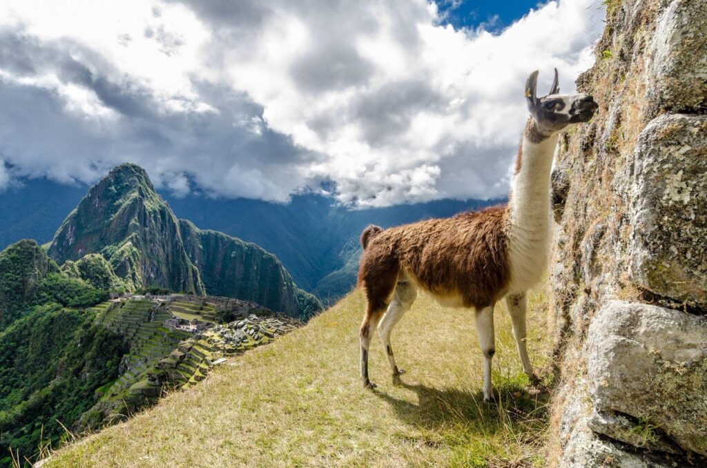 Llama junto a las terrazas de Machu Picchu, con la ciudadela de fondo